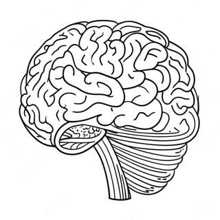 Kolorowa Kolorowanka Mozgu Adhd 106361 43752