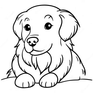 Kolorowanka Z Puszystym Golden Retrieverem 1901-2156